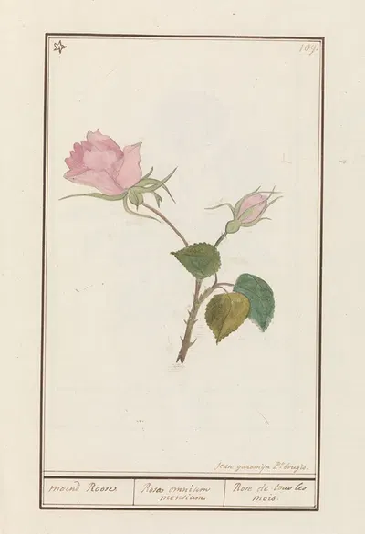 Roos (Rosa) by Jan Anton Garemyn, 1790 - 1799 — digital art print download