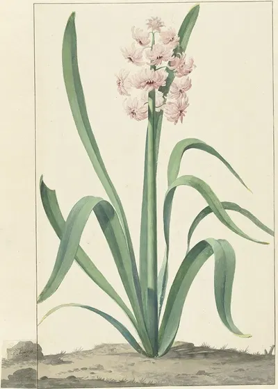 De roze hyacint Rex Rubrorum by Jan Augustini, 1762 — digital art print download