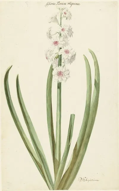 De rozewitte hyacint Gloria Florum Suprema by Jan Augustini, 1735 - 1773 — digital art print download