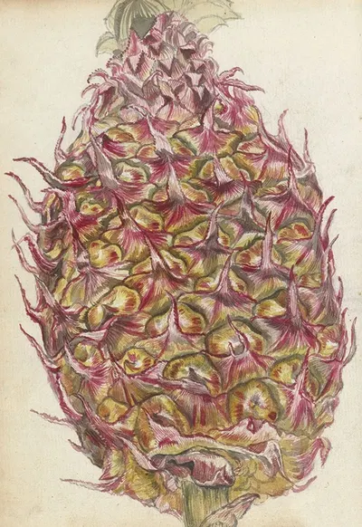Ananas by Jan Brandes, 1785 — digital art print download