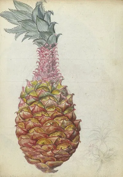 Ananas. by Jan Brandes, 1785 — digital art print download