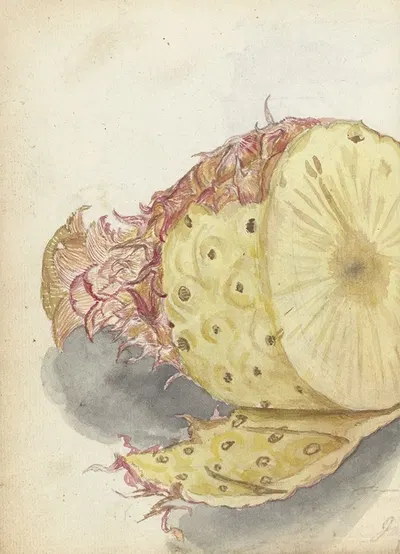 Ananas by Jan Brandes, 1785 — digital art print download
