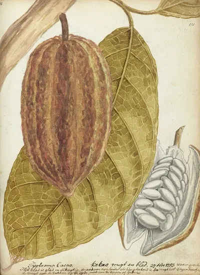Cacao by Jan Brandes, 1783 — digital art print download