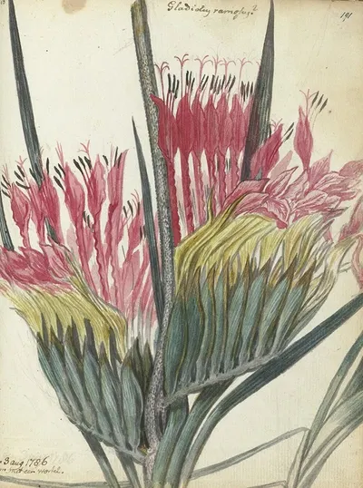 Kaapse bloem by Ян Брандес, 1786 — digital art print download