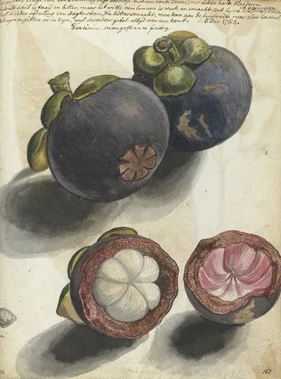 Manggistan by Jan Brandes, 1784 — digital art print download