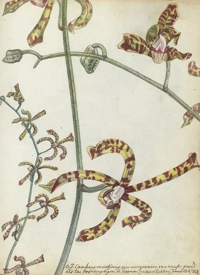 Oostindische bloem 'cambang matjang' by Jan Brandes, 1784 — digital art print download
