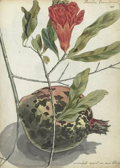 Pomegranate by Jan Brandes, 1779 - 1787 — digital art print download