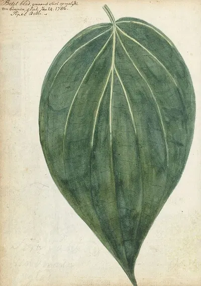Sirih of betelblad by Jan Brandes, 1786 — digital art print download