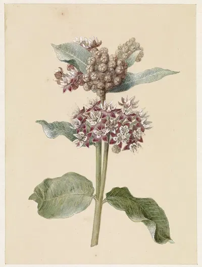 Bloeiende Asclepias species by Jan Jacob Goteling Vinnis, 1831 - 1900 — digital art print download