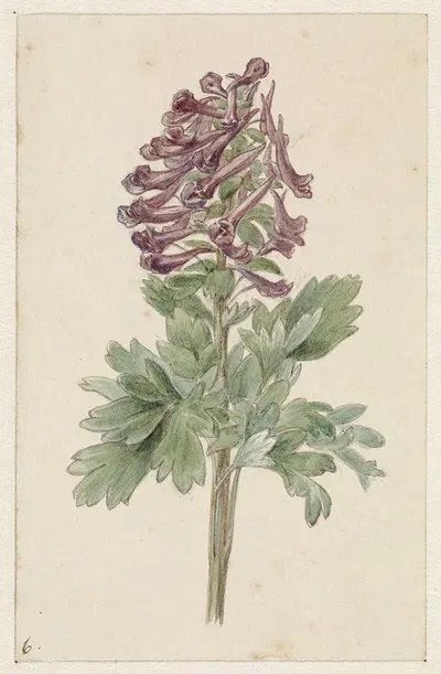 Bloeiende Corydalis bulbosa by Jan Jacob Goteling Vinnis, 1831 - 1900 — digital art print download