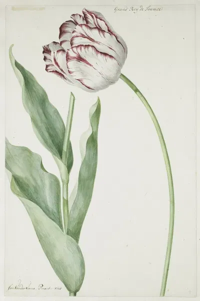 Tulip Grand Roy de France by Jan Laurensz. van der Vinne, 1728 — digital art print download