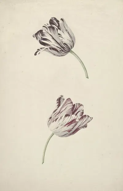 Two Red-and-white Tulips by Jan Laurensz. van der Vinne, 1744 - 1805 — digital art print download