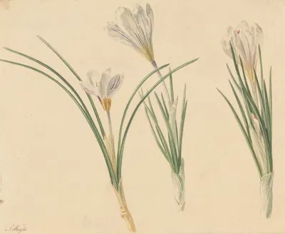 Drie studies van krokussen by Jan Weissenbruch, 1811 - 1851 — digital art print download