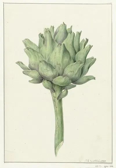 Artisjok by Жан Бернар, 1797 — digital art print download