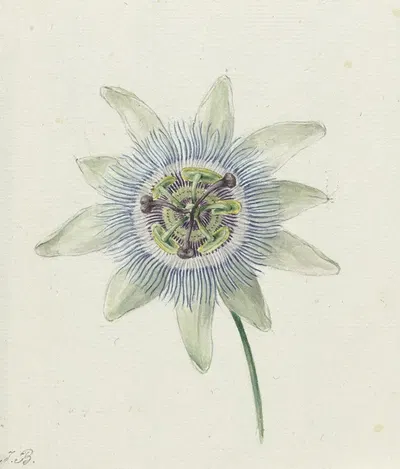 Passion Flower by Жан Бернар, c. 1825 — digital art print download