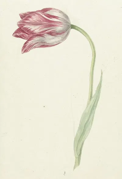 Pink Tulip by Жан Бернар, 1775 - 1833 — digital art print download