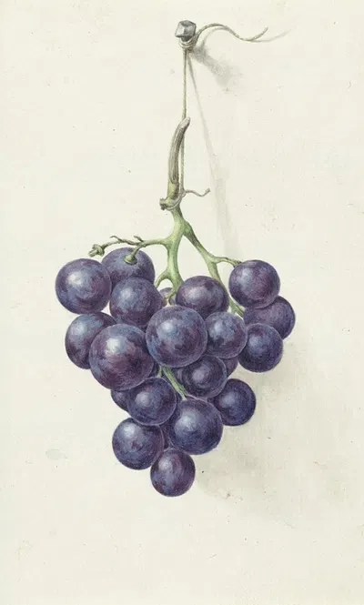 Tros blauwe druiven by Jean Bernard, 1775 - 1833 — digital art print download