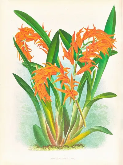 Ada aurantiaca by Jean Jules Linden, 1885-1906 — digital art print download
