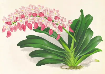 Aerides maculosum by Jean Jules Linden, 1885-1906 — digital art print download