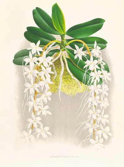 Angraecum ellisi by Jean Jules Linden, 1885-1906 — digital art print download