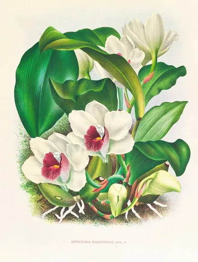 Bifrenaria harrisoniae by Jean Jules Linden, 1885-1906 — digital art print download
