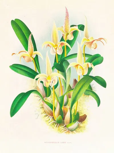 Bolbophyllum lobbi by Jean Jules Linden, 1885-1906 — digital art print download