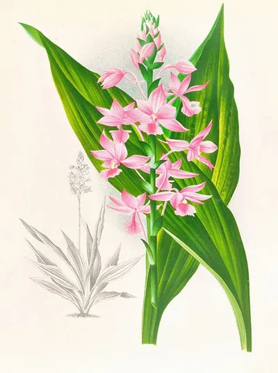 Calanthe Masuca by Jean Jules Linden, 1885-1906 — digital art print download