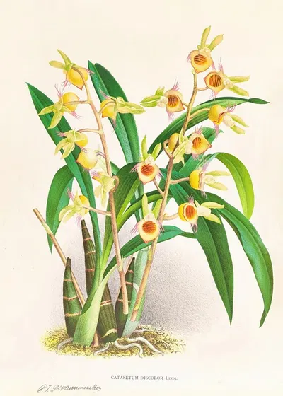 Catasetum Discolor by Jean Jules Linden, 1885-1906 — digital art print download