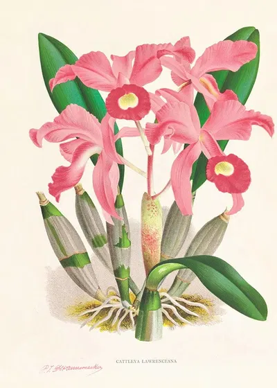 Cattleya Lawrenceana by Jean Jules Linden, 1885-1906 — digital art print download