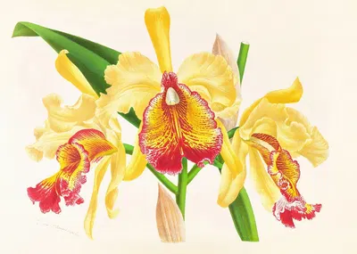 Cattleya Aurea by Jean Jules Linden, 1885-1906 — digital art print download