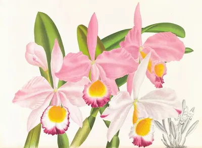Cattleya eldorado by Jean Jules Linden, 1885-1906 — digital art print download