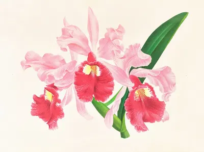 Cattleya gigas by Jean Jules Linden, 1885-1906 — digital art print download