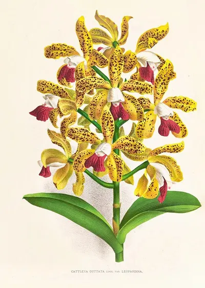 Cattleya guttata by Jean Jules Linden, 1885-1906 — digital art print download