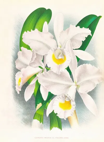 Cattleya Trianae var Pallida by Jean Jules Linden, 1885-1906 — digital art print download