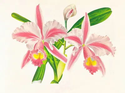 Cattleya Trianae var striata by Jean Jules Linden, 1885-1906 — digital art print download