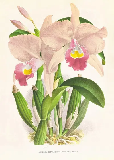 Cattleya Trianae. by Jean Jules Linden, 1885-1906 — digital art print download