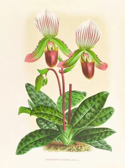 Cypripedium callosum by Jean Jules Linden, 1885-1906 — digital art print download