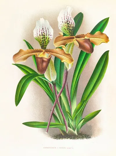 Cypripedium nitens by Jean Jules Linden, 1885-1906 — digital art print download