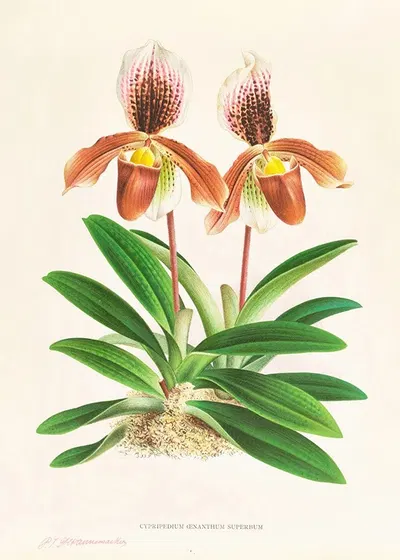 Cypripedium oenanthum superbum by Jean Jules Linden, 1885-1906 — digital art print download