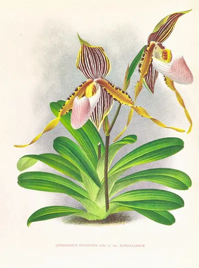 Cypripedium praestans var kimballianum by Jean Jules Linden, 1885-1906 — digital art print download