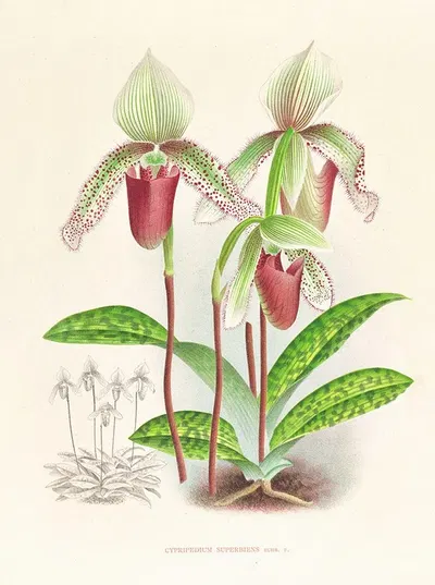 Cypripedium superbiens by Jean Jules Linden, 1885-1906 — digital art print download