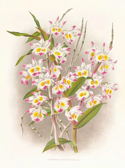 Dendrobium devonianum by Jean Jules Linden, 1885-1906 — digital art print download