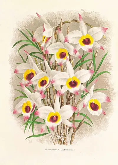 Dendrobium Falconeri by Jean Jules Linden, 1885-1906 — digital art print download