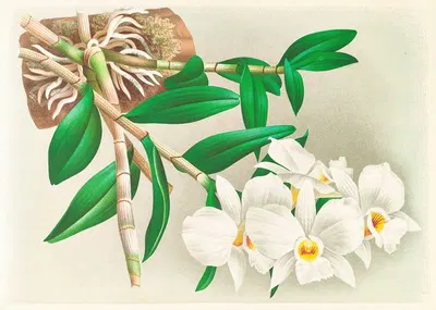 Dendrobium infundibulum by Jean Jules Linden, 1885-1906 — digital art print download