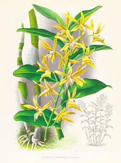 Dendrobium mirbelianum by Jean Jules Linden, 1885-1906 — digital art print download
