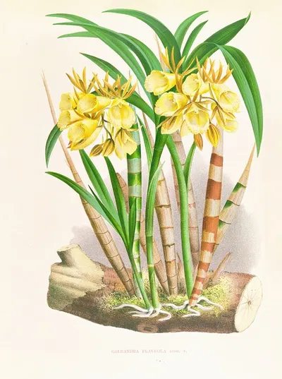 Galeandra flaveola by Jean Jules Linden, 1885-1906 — digital art print download