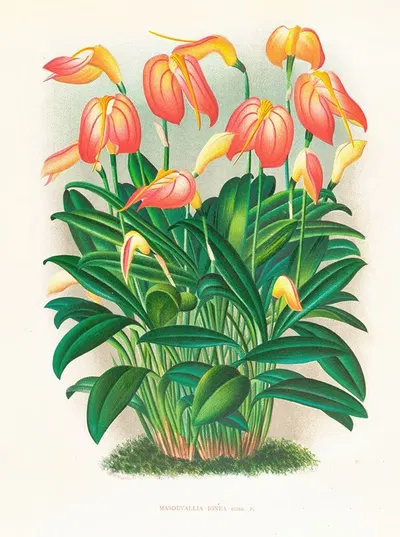 Masdevallia ignea by Jean Jules Linden, 1885-1906 — digital art print download