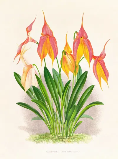 Masdevallia veitchiana by Jean Jules Linden, 1885-1906 — digital art print download