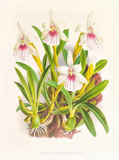 Miltonia spectabilis by Jean Jules Linden, 1885-1906 — digital art print download
