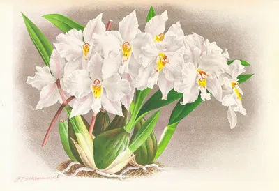 Odontoglossum alexandrae by Jean Jules Linden, 1885-1906 — digital art print download